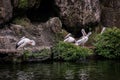 a flock of pelicans cleaning their feathers