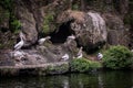 a flock of pelicans cleaning their feathers on side of lake