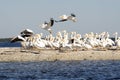 Flock of Pelicans by coast