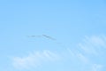 A flock of pelicans flies across the clear blue sky. Royalty Free Stock Photo