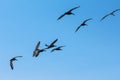 A flock of pelicans flies Royalty Free Stock Photo