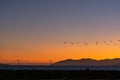 A flock of pelicans flies over the Golden Gate Bridge at sunset. Royalty Free Stock Photo