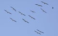 Flock of Pelicans in flight Royalty Free Stock Photo