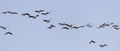 A flock of pelicans in flight against a blue sky Royalty Free Stock Photo