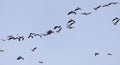 A flock of pelicans in flight against a blue sky Royalty Free Stock Photo