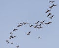 A flock of pelicans in flight against a blue sky Royalty Free Stock Photo