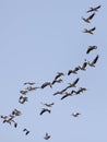 A flock of pelicans in flight against a blue sky Royalty Free Stock Photo