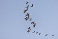 A flock of pelicans in flight against a blue sky Royalty Free Stock Photo