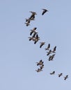 A flock of pelicans in flight against a blue sky Royalty Free Stock Photo