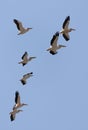 A flock of pelicans in flight against a blue sky Royalty Free Stock Photo