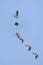 A flock of pelicans in flight against a blue sky Royalty Free Stock Photo