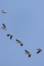 A flock of pelicans in flight against a blue sky Royalty Free Stock Photo