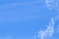 Flock of pelicans in flight in beautiful blue sky with wispy coulds