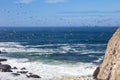 Flock of Pelicans in Flight over the Central Oregon Seascape Royalty Free Stock Photo