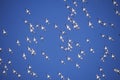 Flock of pelicans in Flight over Pensacola, Gulf Island FL Royalty Free Stock Photo
