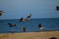 A flock of pelicans in flight over the silky brown surrounded by vast rippling blue ocean water with a clear blue sky