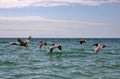 Flock of Pelicans in flight over the water Royalty Free Stock Photo