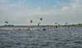 Flock of pelicans flying away, Danube Delta, Romania Royalty Free Stock Photo