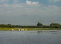 Flock of pelicans flying away, Danube Delta, Romania Royalty Free Stock Photo