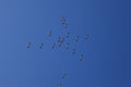 Flock Of Pelicans Flying In Blue Sky Royalty Free Stock Photo