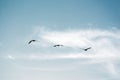 Flock of Pelicans flying in formation in bright blue sky Royalty Free Stock Photo