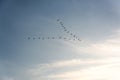 Flock of Pelicans flying in formation in bright blue sky Royalty Free Stock Photo