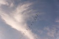 Flock of Pelicans flying in formation in bright blue sky Royalty Free Stock Photo