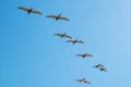 Pelicans flying over blue sky background Royalty Free Stock Photo