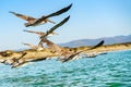 Flock of pelicans flying over the ocean Royalty Free Stock Photo