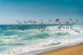 Flock of Pelicans Flying Over the Ocean. Stormy Waves, Blue Sky Background Royalty Free Stock Photo