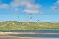Flock of pelicans flying over the river. Royalty Free Stock Photo