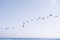 Flock of pelicans flying over the sea, and clear blue sky in the background Royalty Free Stock Photo