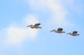 A flock of pelicans flying in the sky. Royalty Free Stock Photo