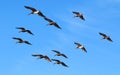 Flock of pelicans in geometric order on a background of bright blue sky.