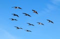 Flock of pelicans in geometric order on a background of bright blue sky.