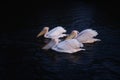 Flock of pelicans gliding peacefully on a dark lake.