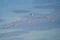 Flock of Pelicans gracefully soar above the glistening waters