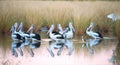 Flock of pelicans in a lagoon