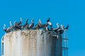 Flock pelicans on oil rig peruvian coast Piura Peru