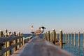 Flock of pelicans perched on a wooden dock by the sea