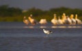 Pied Avocet and Flock of Pelicans