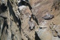 California Wildlife Series - Pelicans on the cliff - La Jolla San Diego