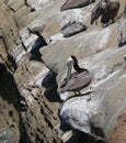 California Wildlife Series - Pelicans on the cliff - La Jolla San Diego