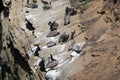 California Wildlife Series - Pelicans on the cliff - La Jolla San Diego