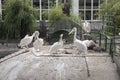 A flock of pelicans sitting on an artificial island.