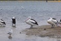 A flock of pelicans sitting on the side of a large estuary