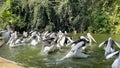 A flock of pelicans in a special pond for keeping animals in the Ragunan Wildlife park