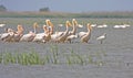 Flock of pelicans and spoonbils Royalty Free Stock Photo