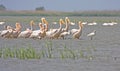 Flock of pelicans and spoonbils