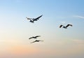 Flock of pelicans at sunset Royalty Free Stock Photo